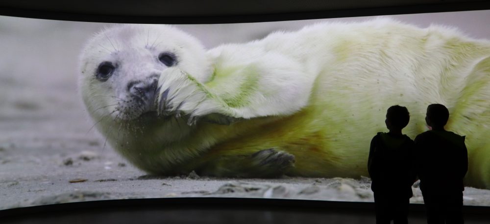 Wattenmeer-Film - UNESCO-Weltnaturerbe Wattenmeer Besucherzentrum